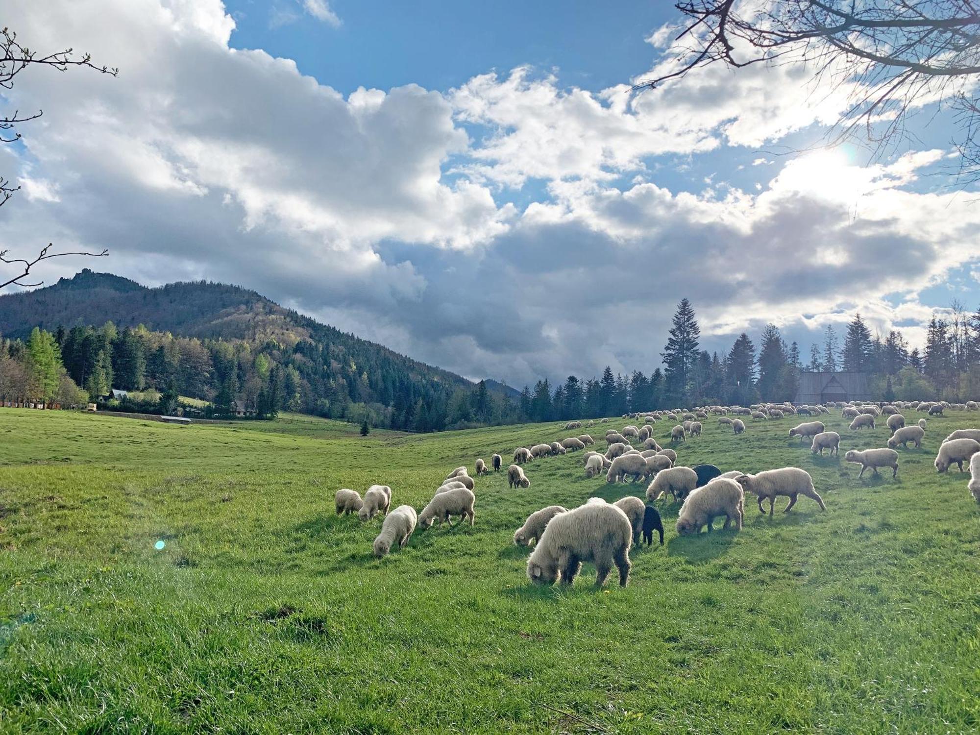 Tamok Lifestyle Villa Zakopane Exteriér fotografie
